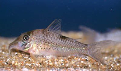 Corydoras sp. C28